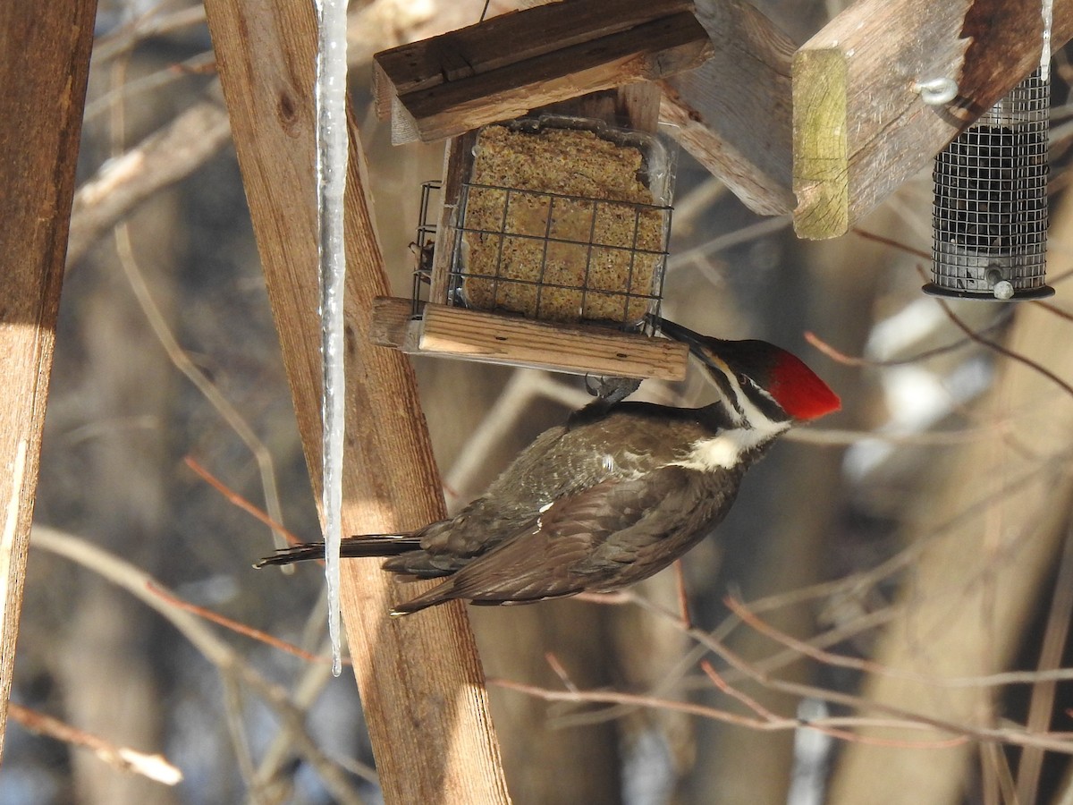 Pileated Woodpecker - ML212834031