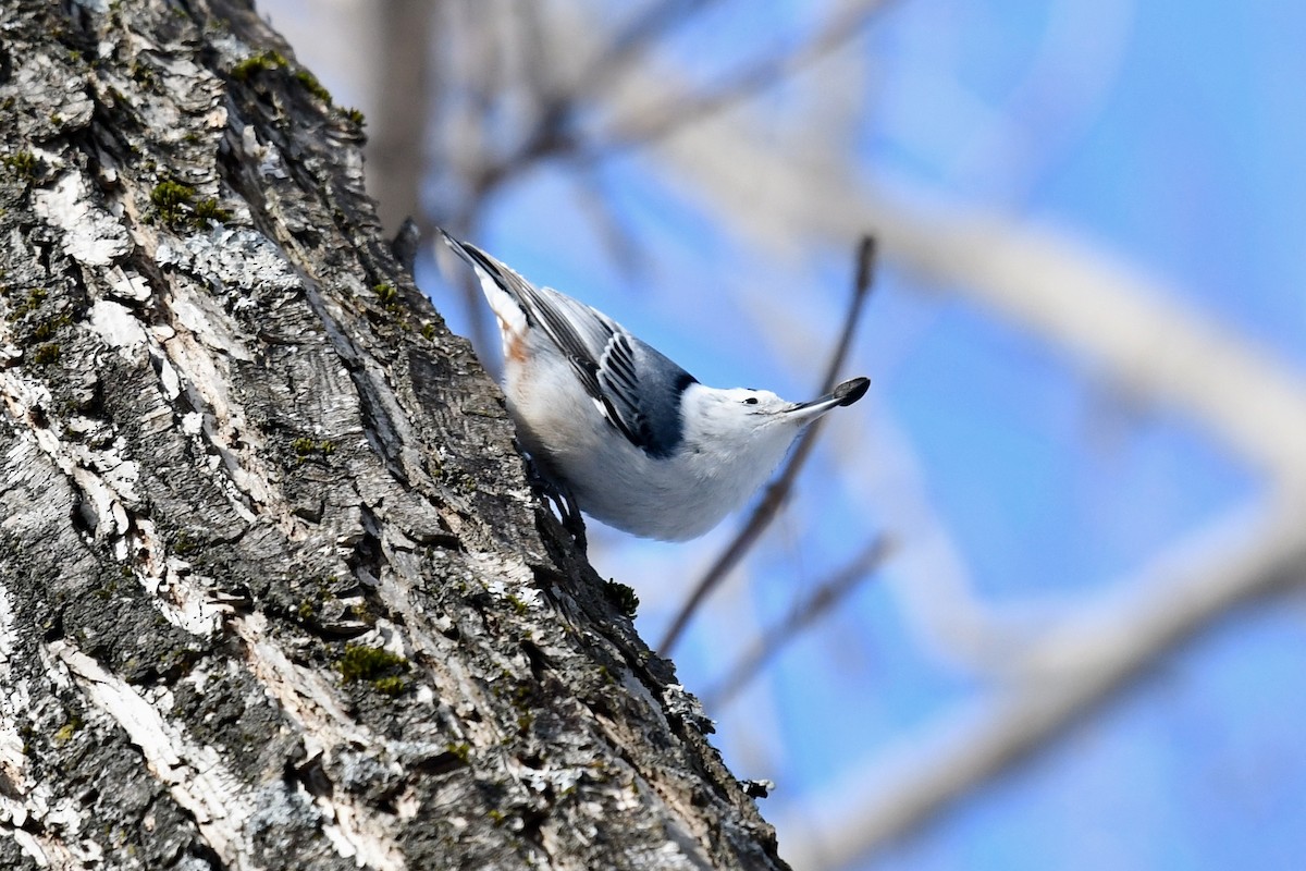 White-breasted Nuthatch - ML212835821