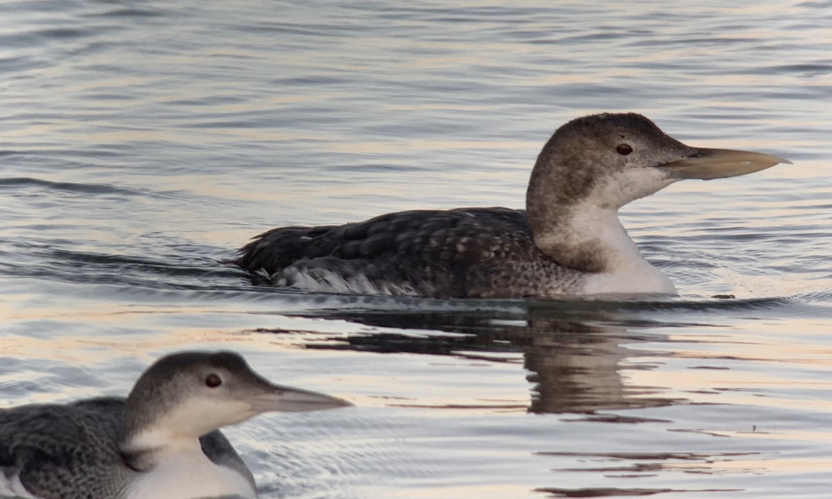 Yellow-billed Loon - ML212836381