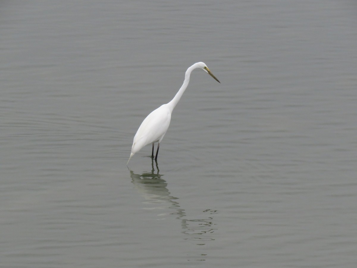 Great Egret - ML212837441