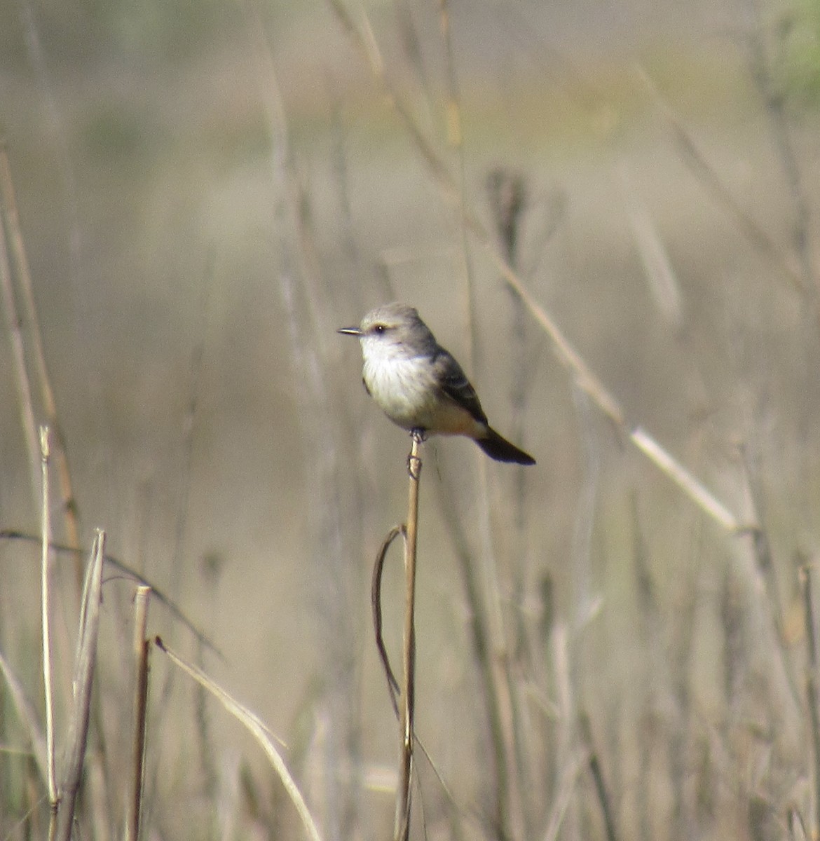 Vermilion Flycatcher - Ed Blitch