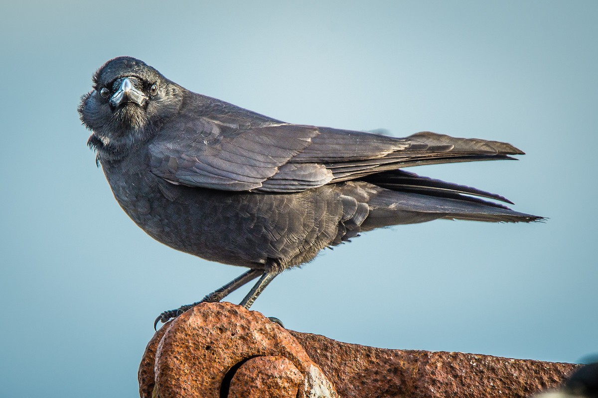 American Crow - Ivan Dubinsky