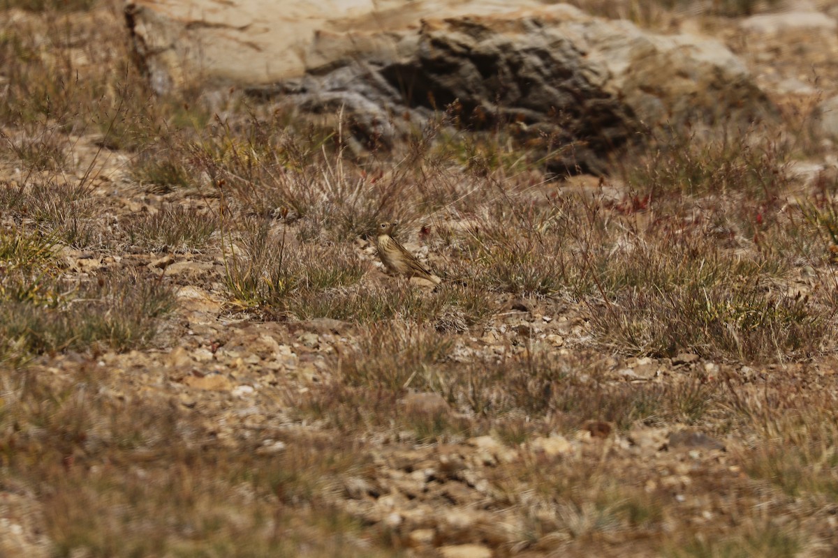 Hellmayr's Pipit - ML212838681