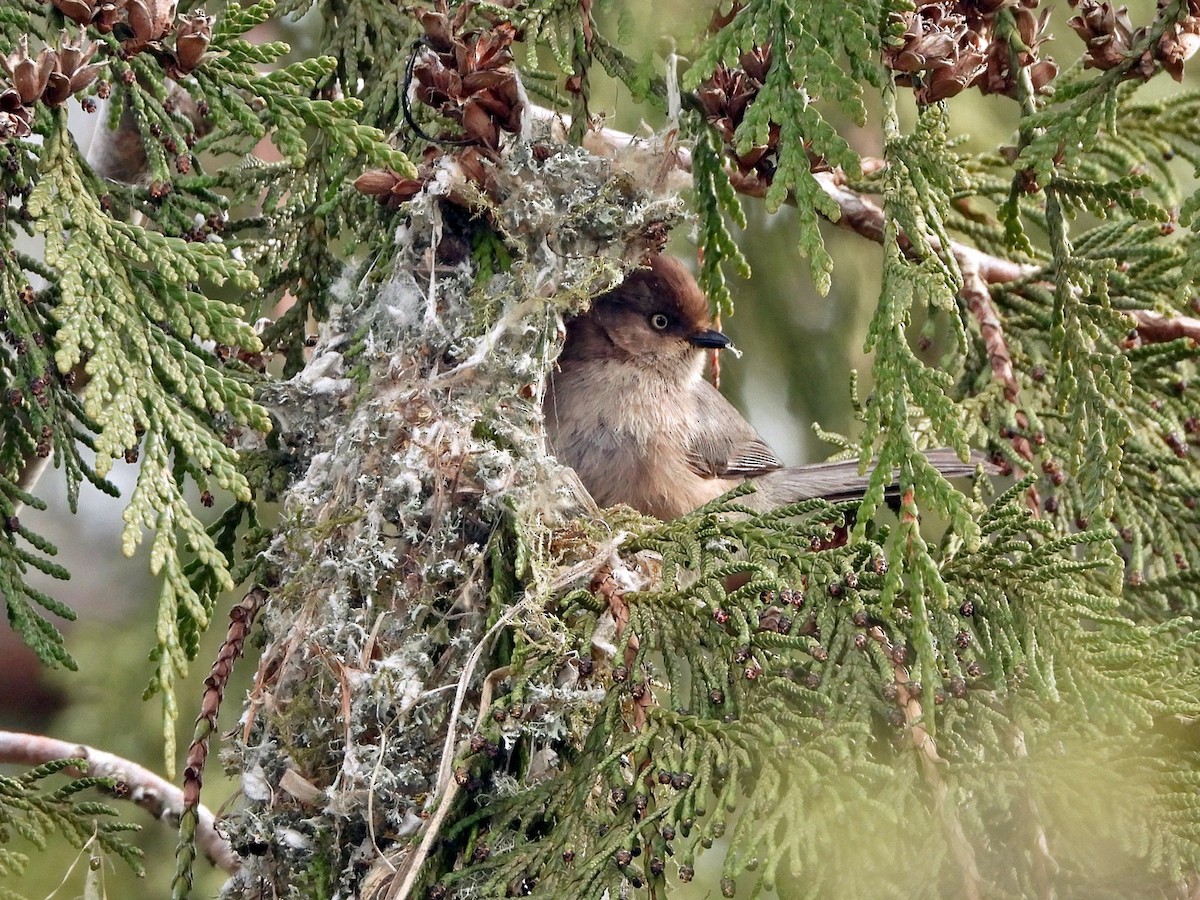 Bushtit - Andrew Ray