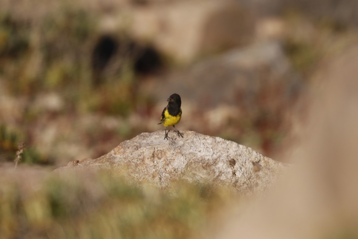 Yellow-rumped Siskin - ML212839291