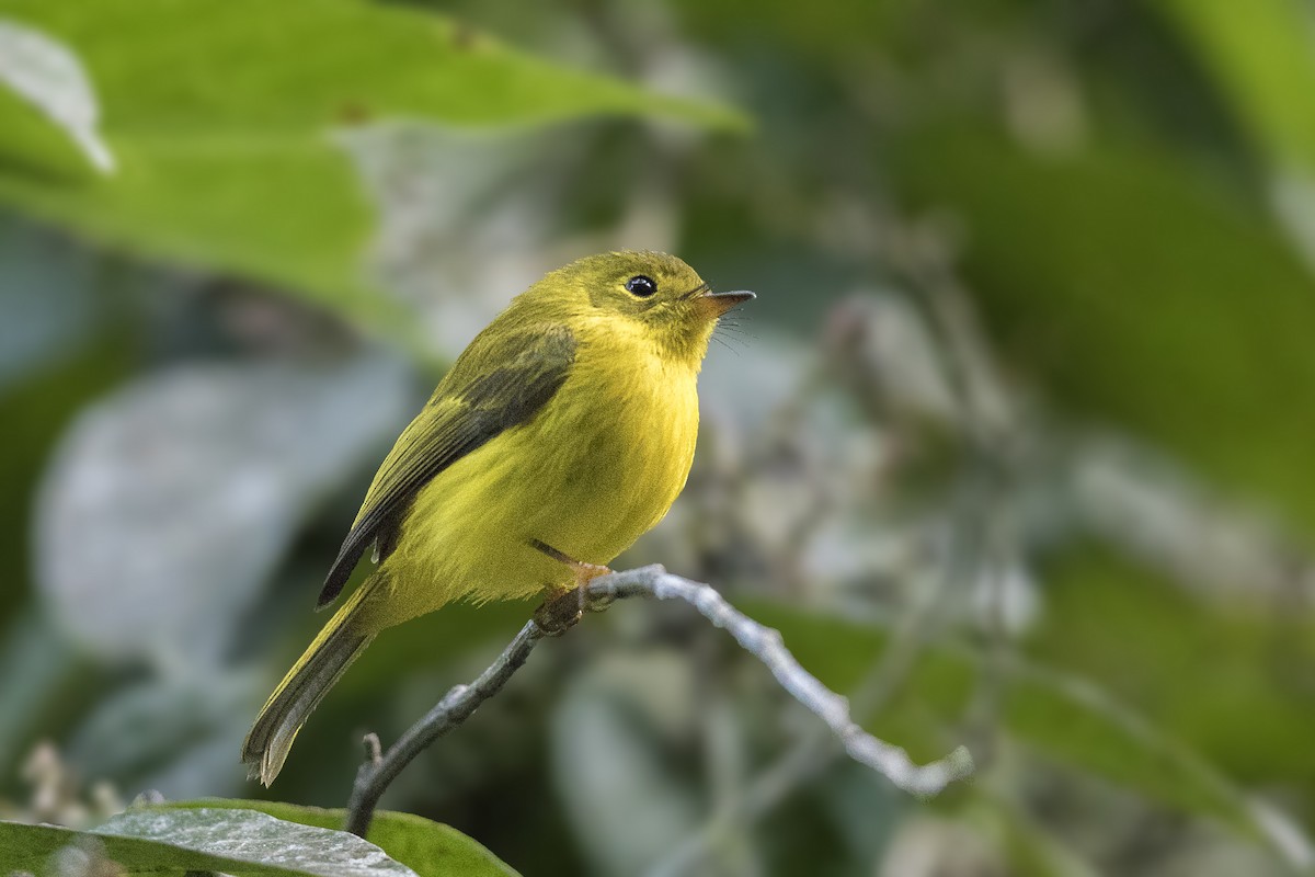 Citrine Canary-Flycatcher - ML212839421