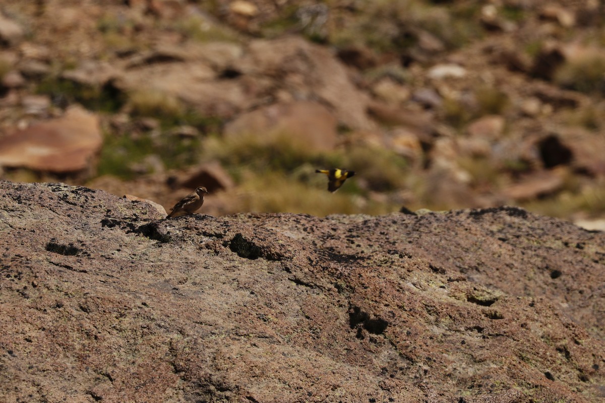 Yellow-rumped Siskin - ML212839751