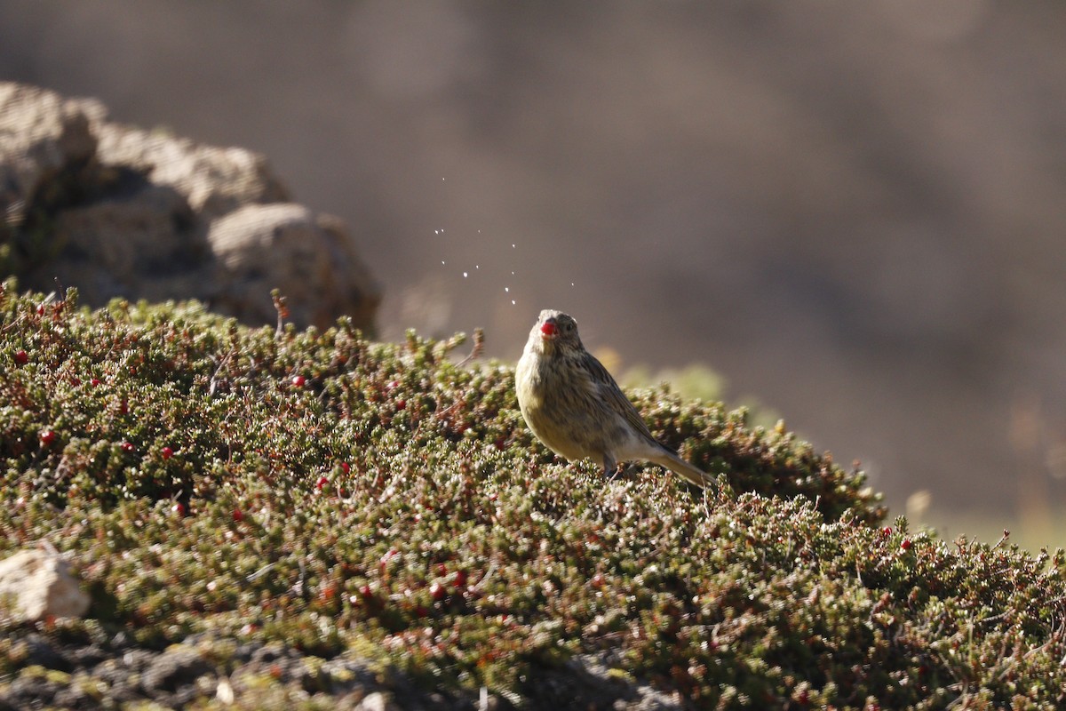 Yellow-bridled Finch - Cecilia de Larminat