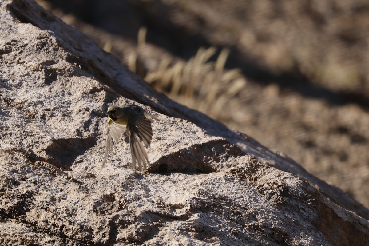 Yellow-bridled Finch - Cecilia de Larminat