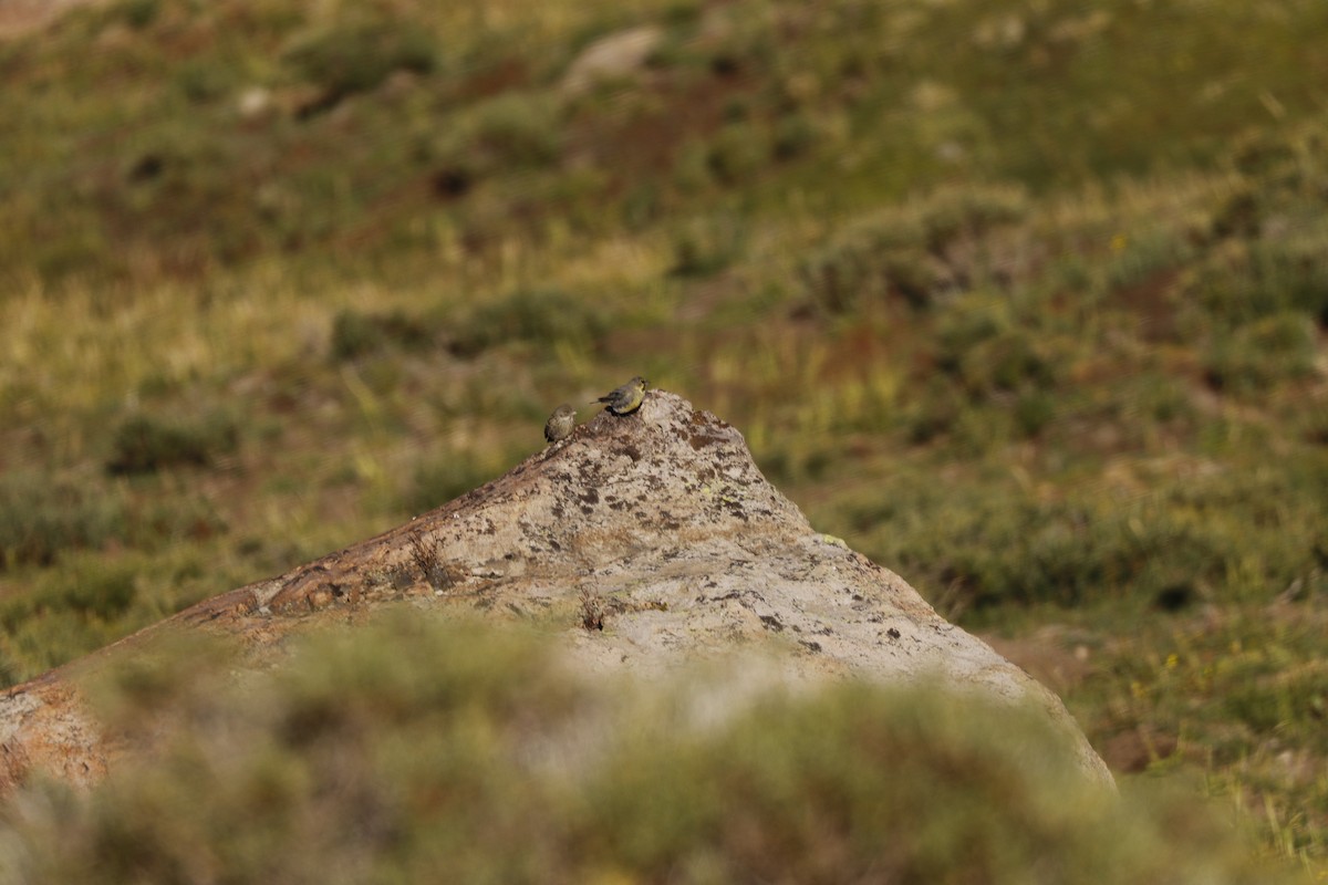 Yellow-bridled Finch - ML212840371