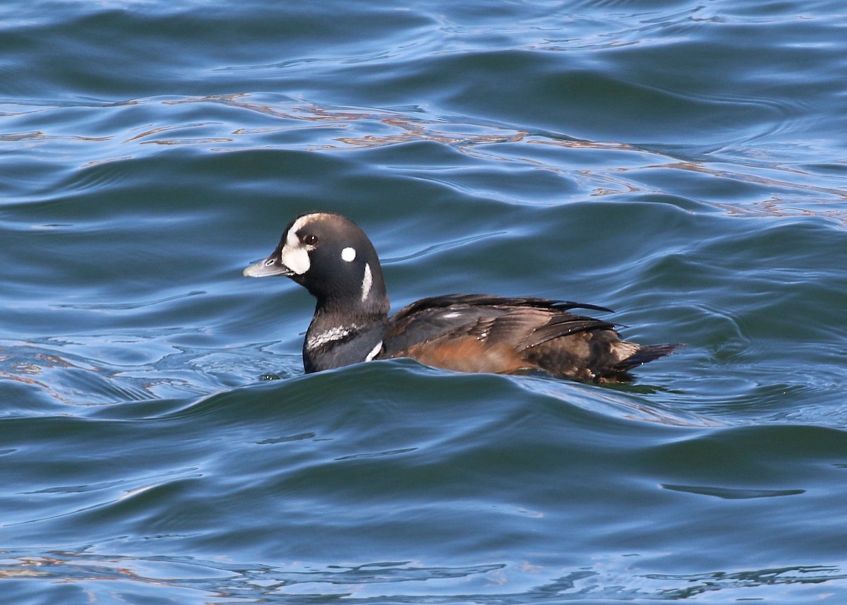 Harlequin Duck - ML212841541