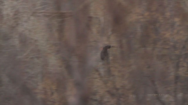 Red-tailed Hawk (calurus/alascensis) - ML212841571