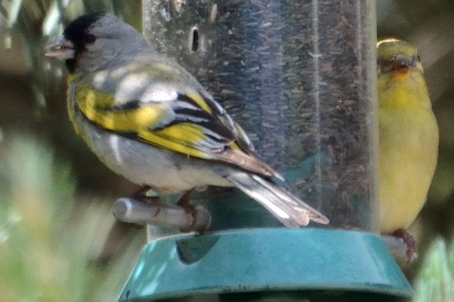 Lawrence's Goldfinch - ML212841791