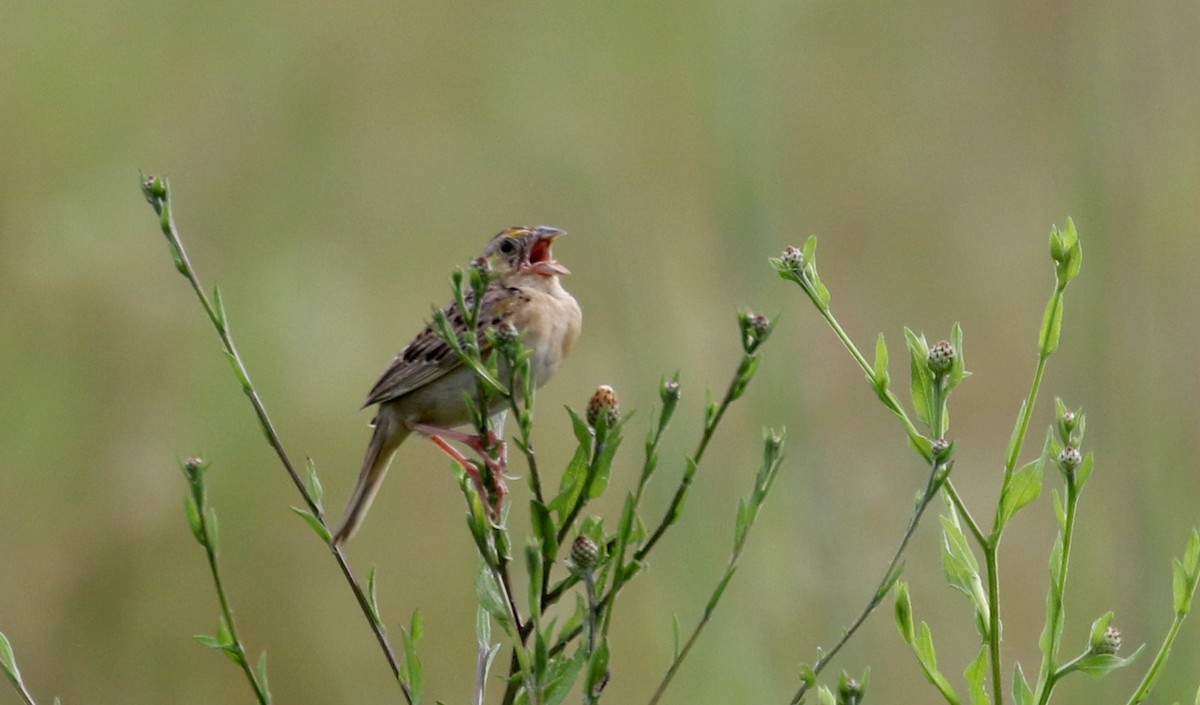 Grasshopper Sparrow - Jay McGowan