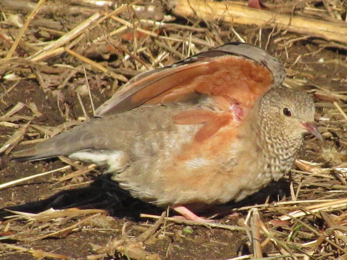 Common Ground Dove - Kirk Marshall