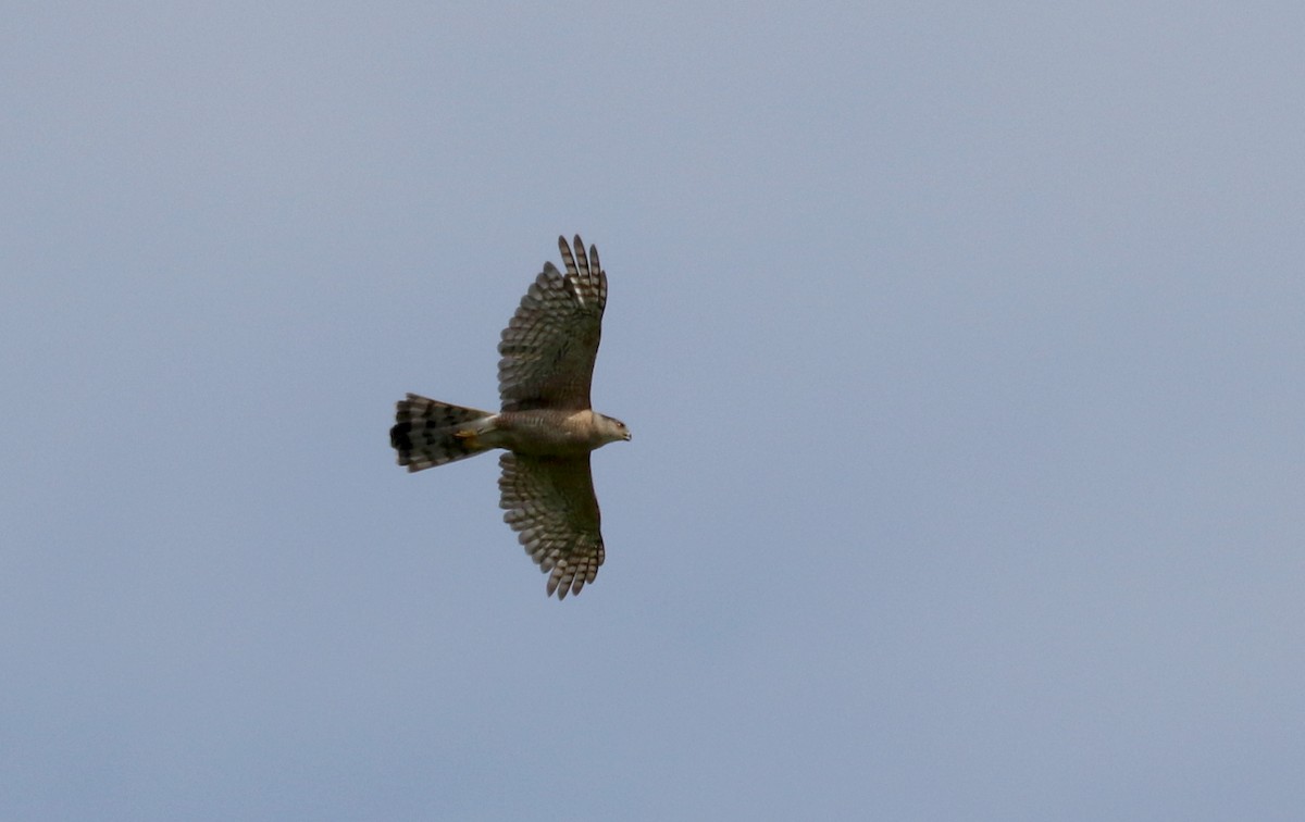 Cooper's Hawk - ML212843161