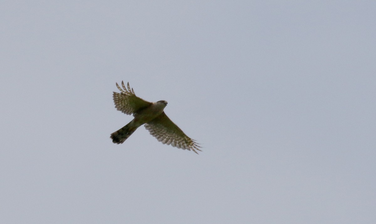 Cooper's Hawk - ML212843181