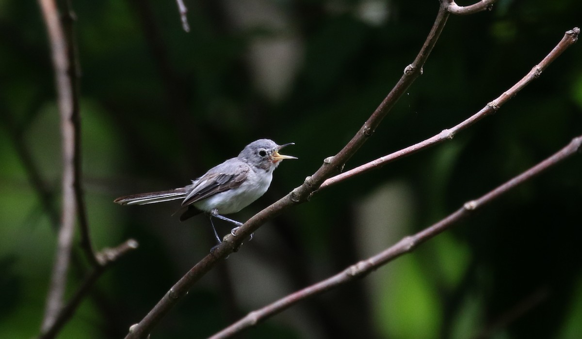 leskot modrošedý (ssp. caerulea) - ML212843341