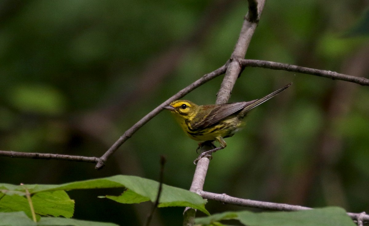 Prairie Warbler - ML212843361