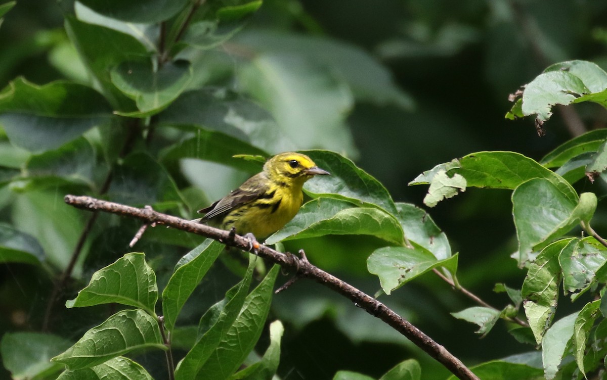 Prairie Warbler - ML212843561