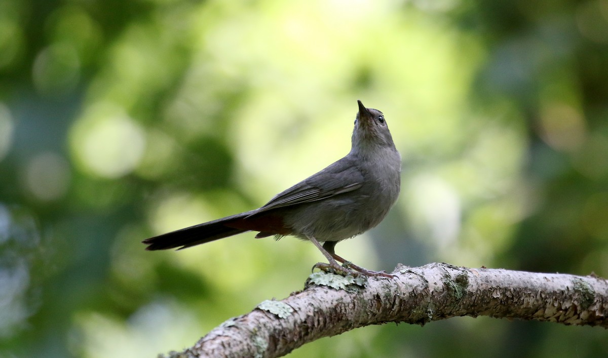 Gray Catbird - ML212844021