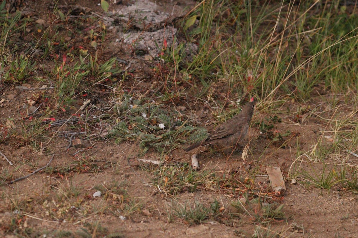 Patagonian Forest Earthcreeper - ML212844411