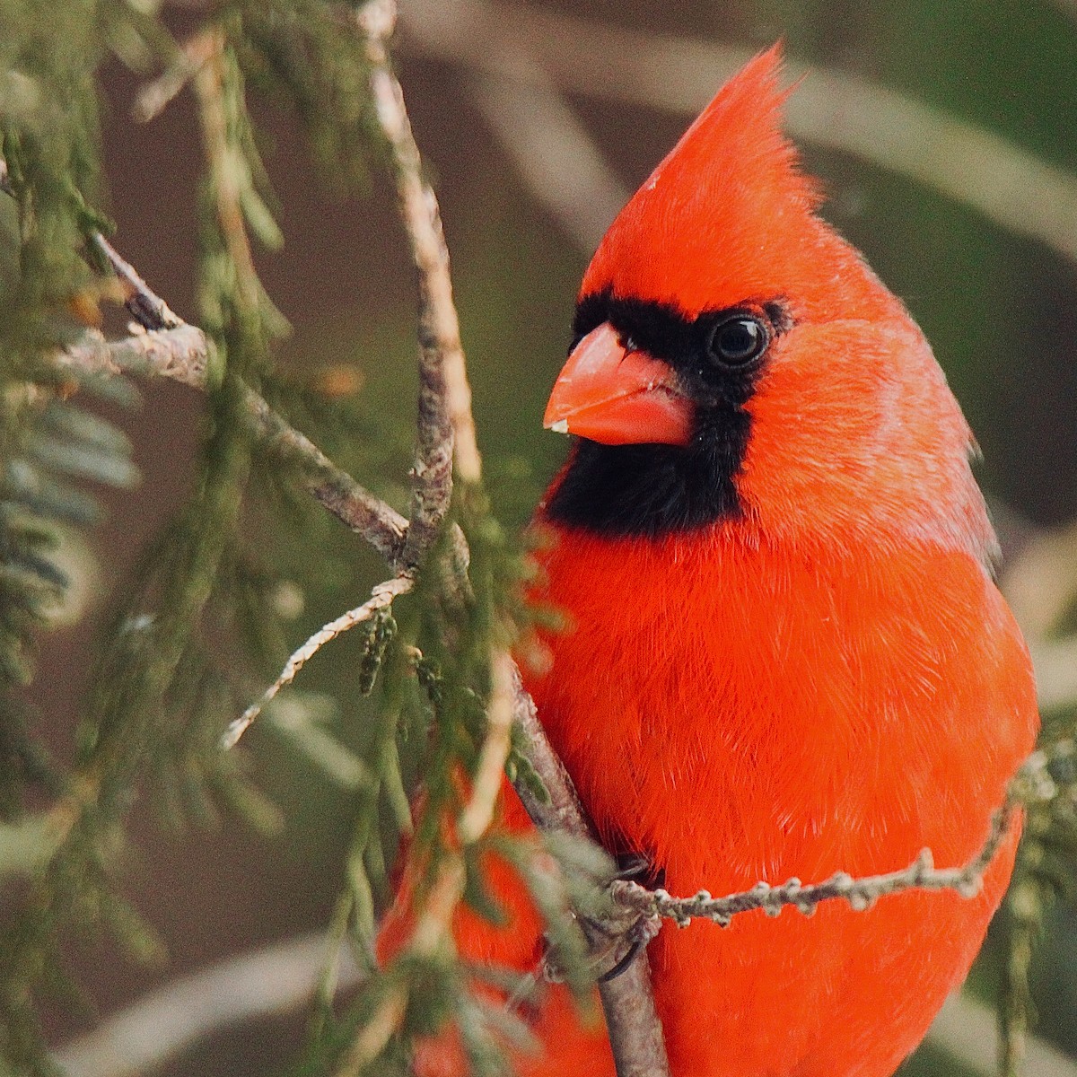 Northern Cardinal - ML212846661