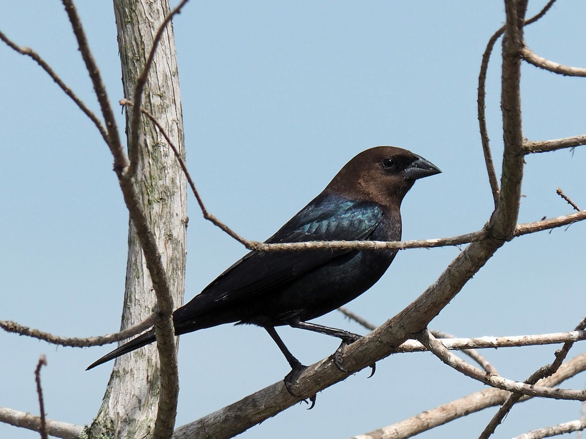 Brown-headed Cowbird - ML212847401