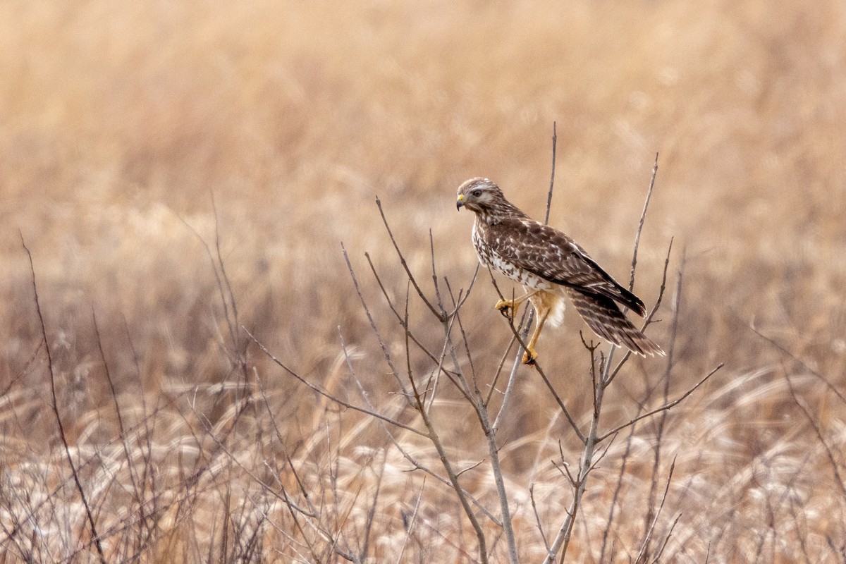 Red-shouldered Hawk - ML212848521