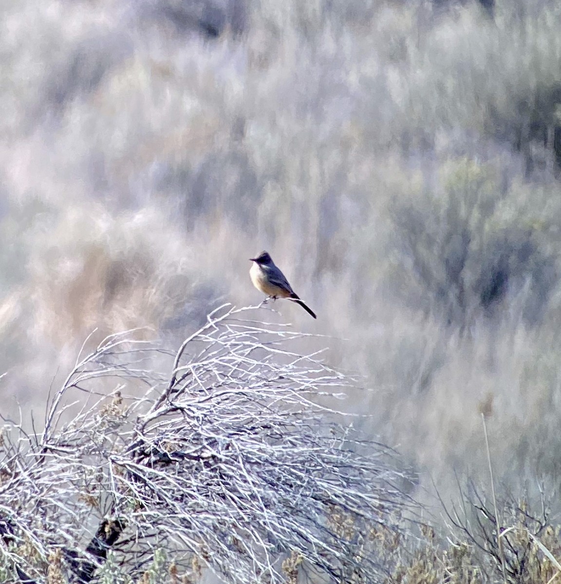 Say's Phoebe - ML212849911