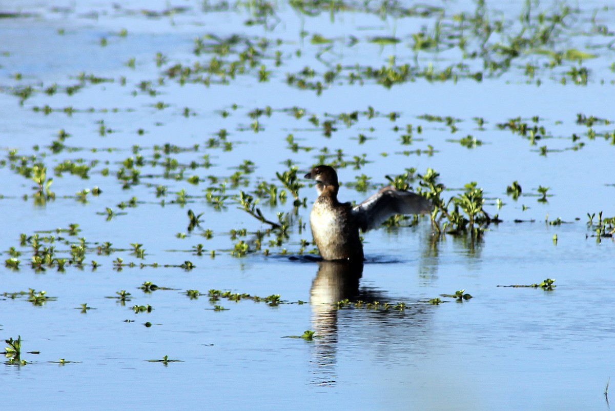 Pied-billed Grebe - ML212850071