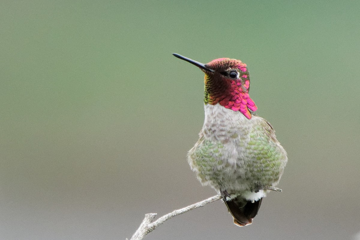 Anna's Hummingbird - Susanne Meyer