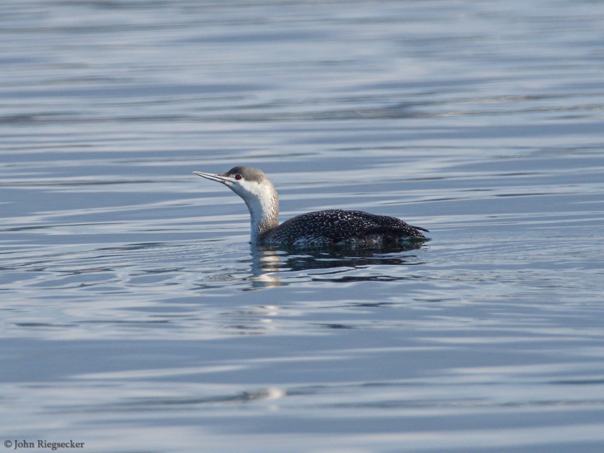 Red-throated Loon - ML212853321