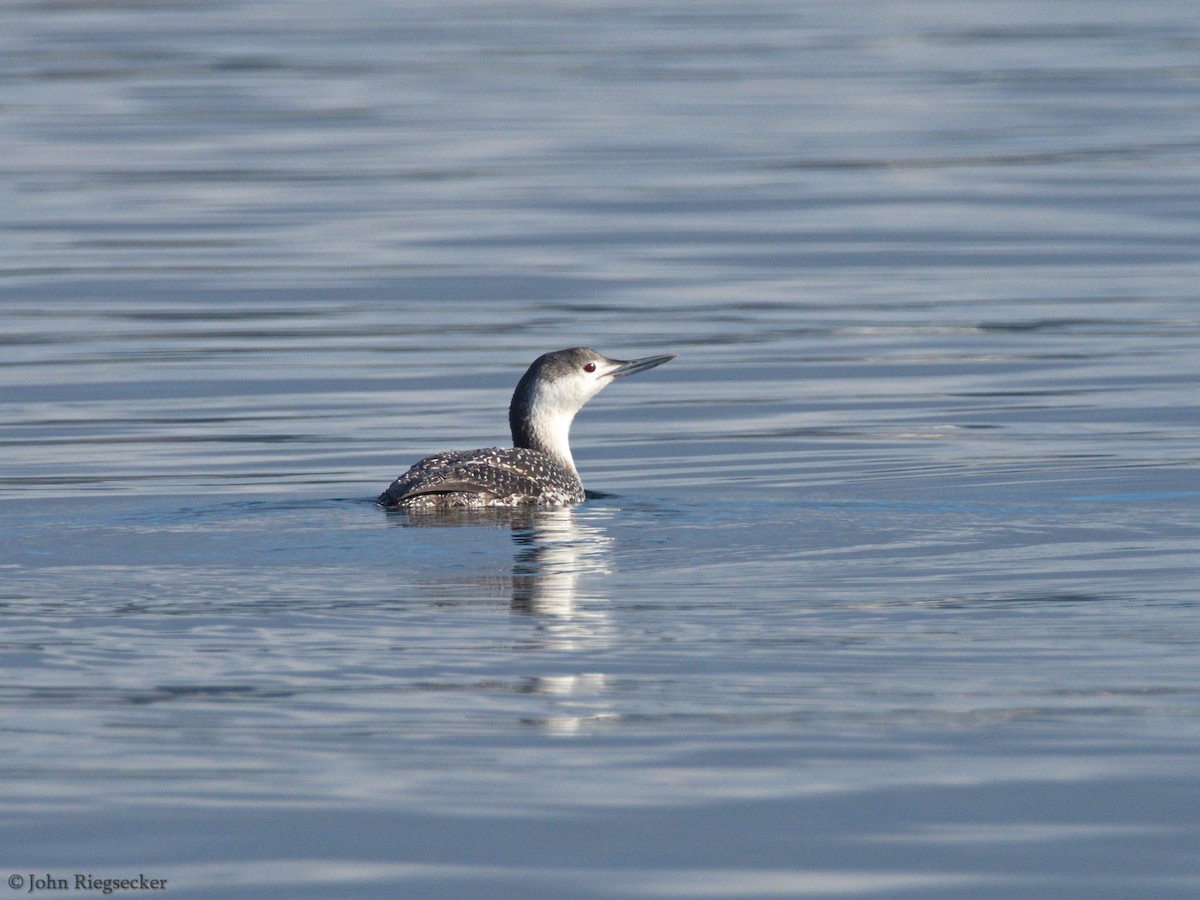 Red-throated Loon - ML212853341