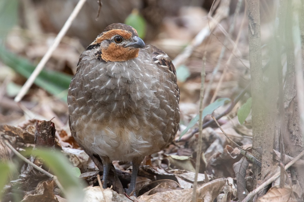 Singing Quail - Blair Dudeck