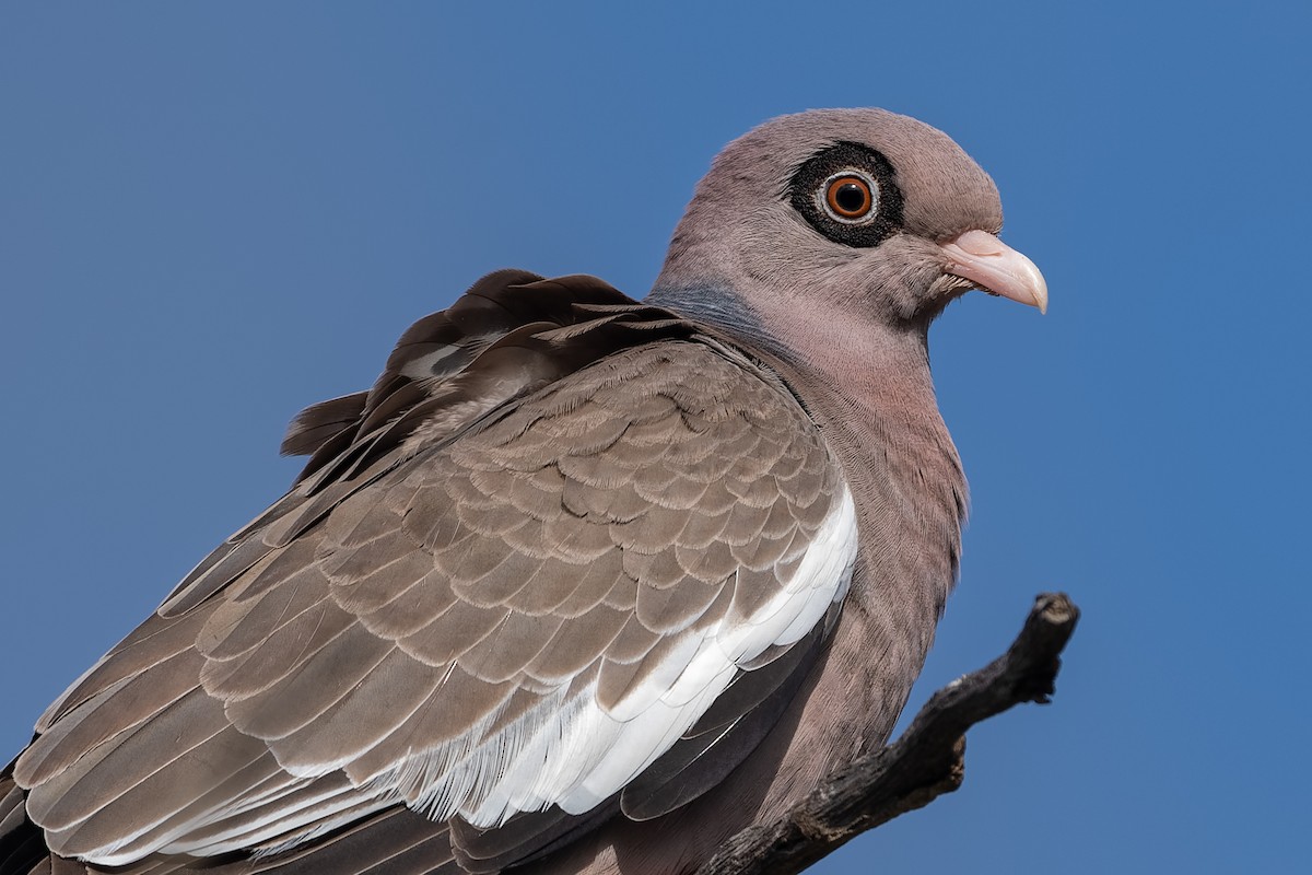 Bare-eyed Pigeon - Don Danko