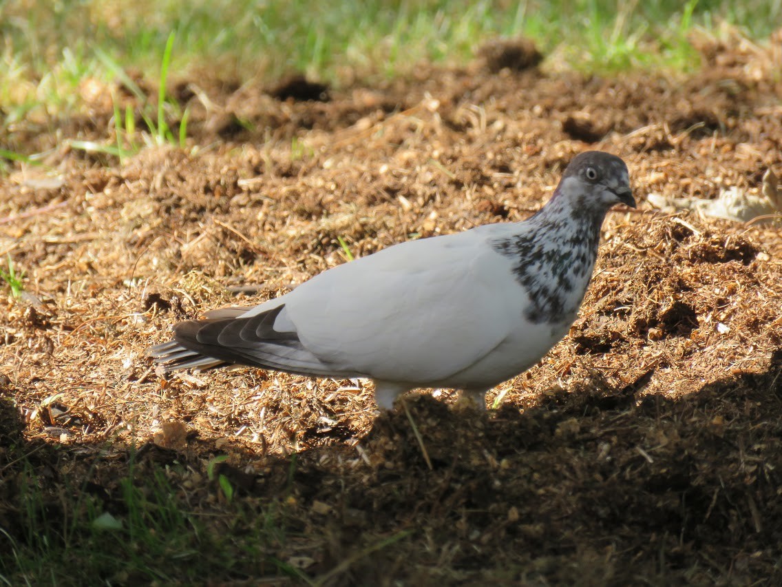 Сизый голубь (Одомашненного типа) - ML212862351