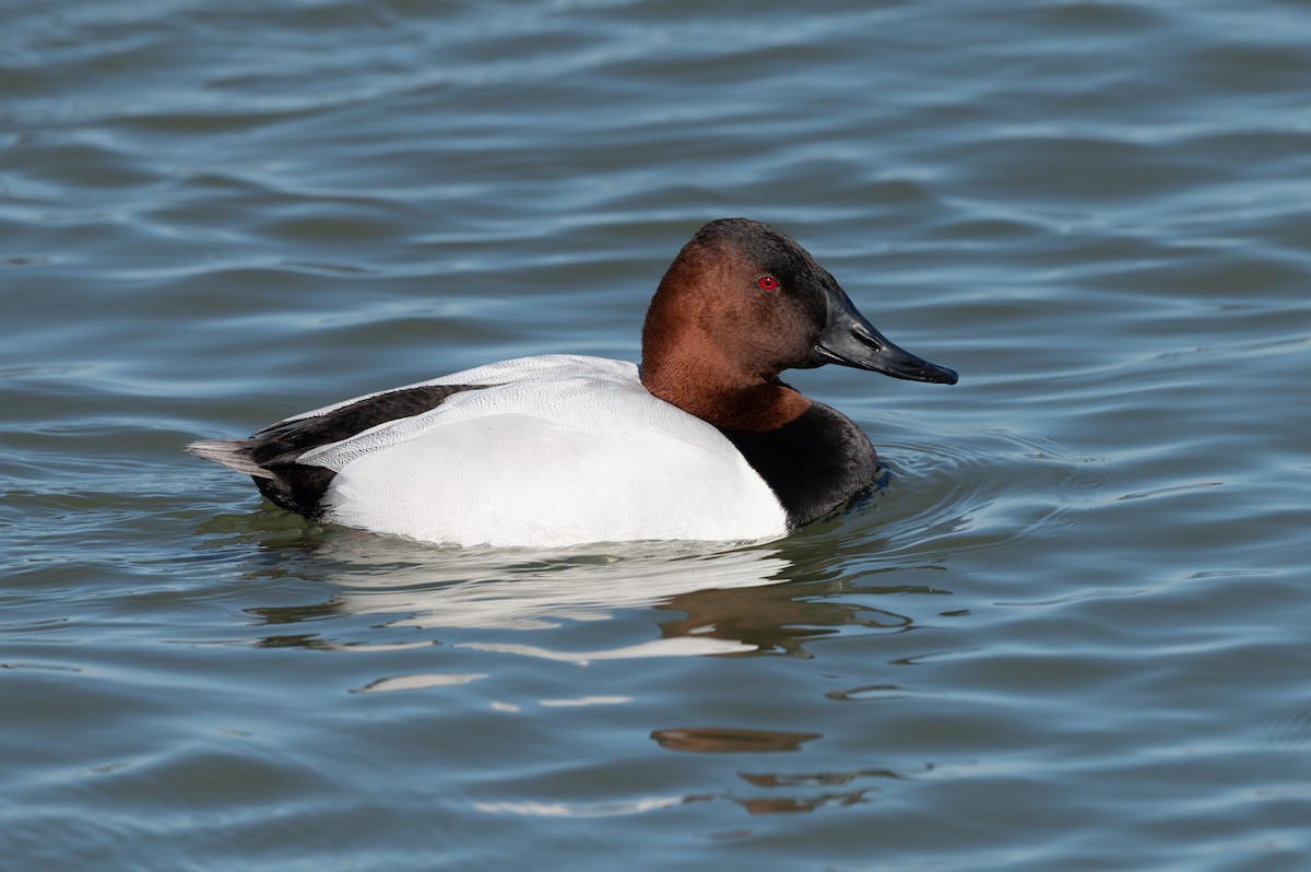 Canvasback - Stephen Davies