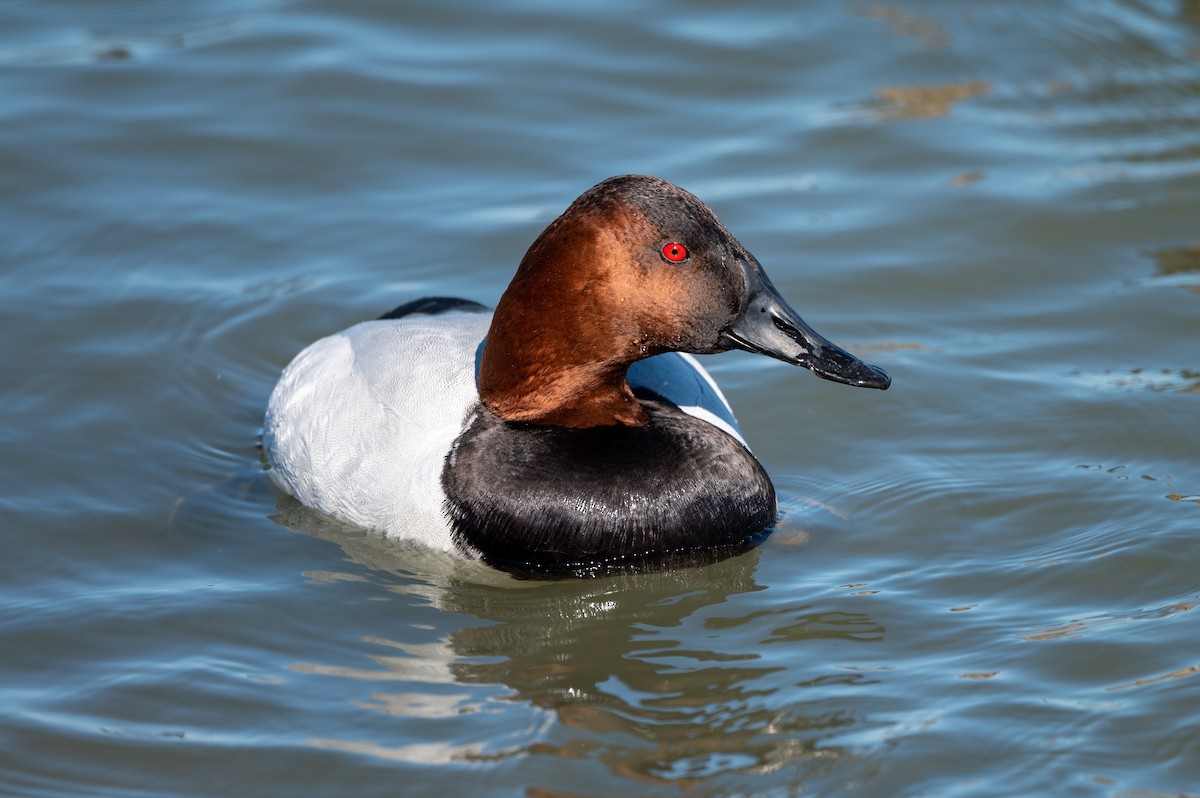 Canvasback - Stephen Davies