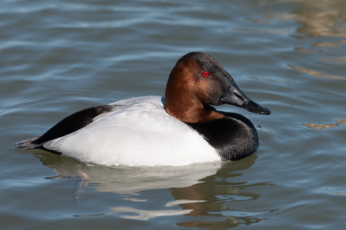 Canvasback - ML212865771