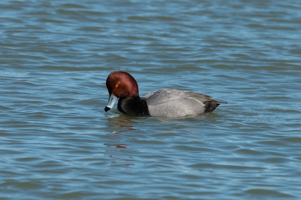 Fuligule à tête rouge - ML212865831