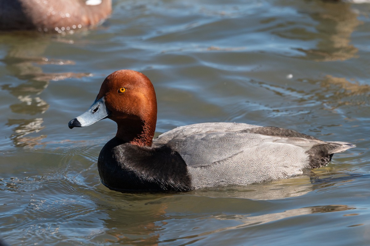 Redhead - ML212865871