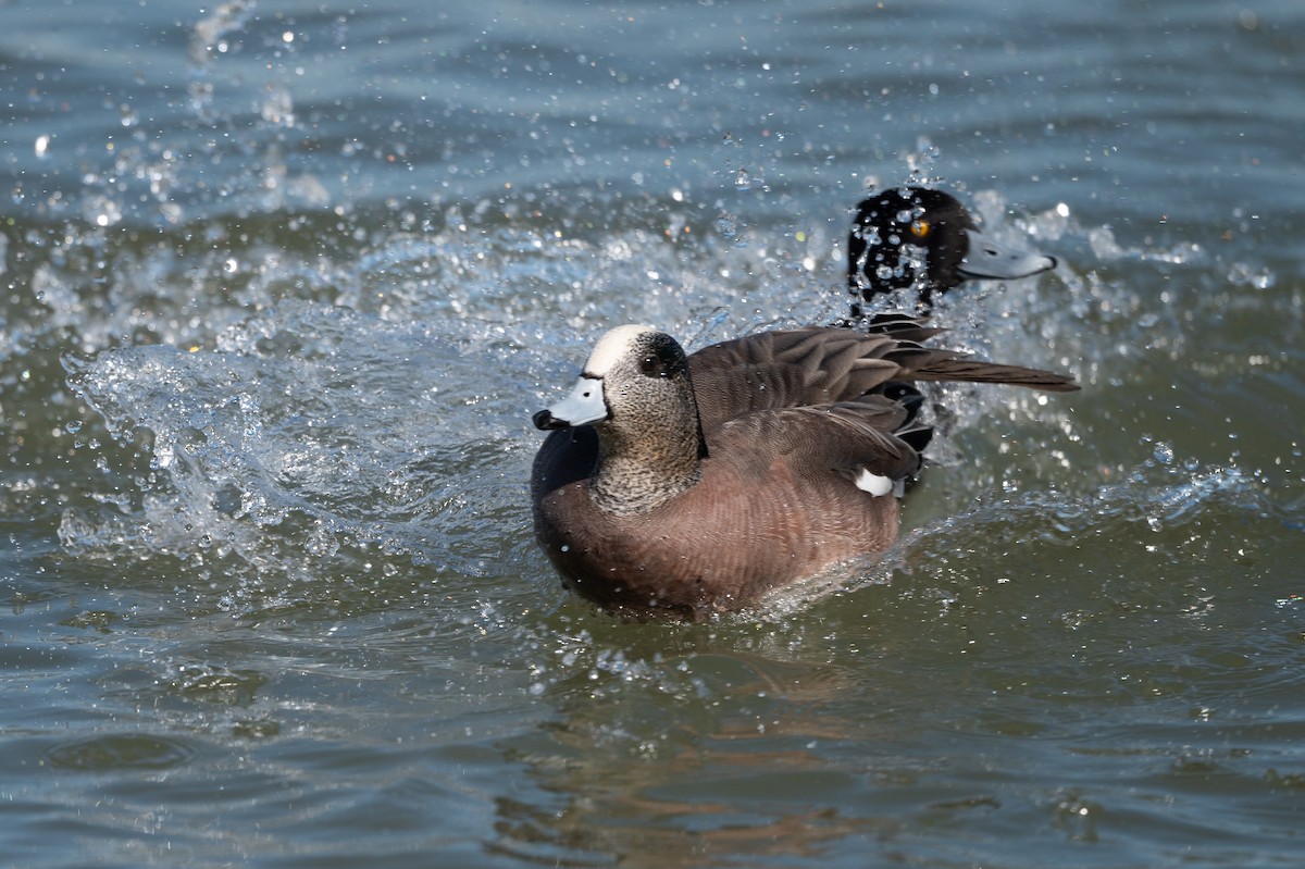 American Wigeon - ML212866011