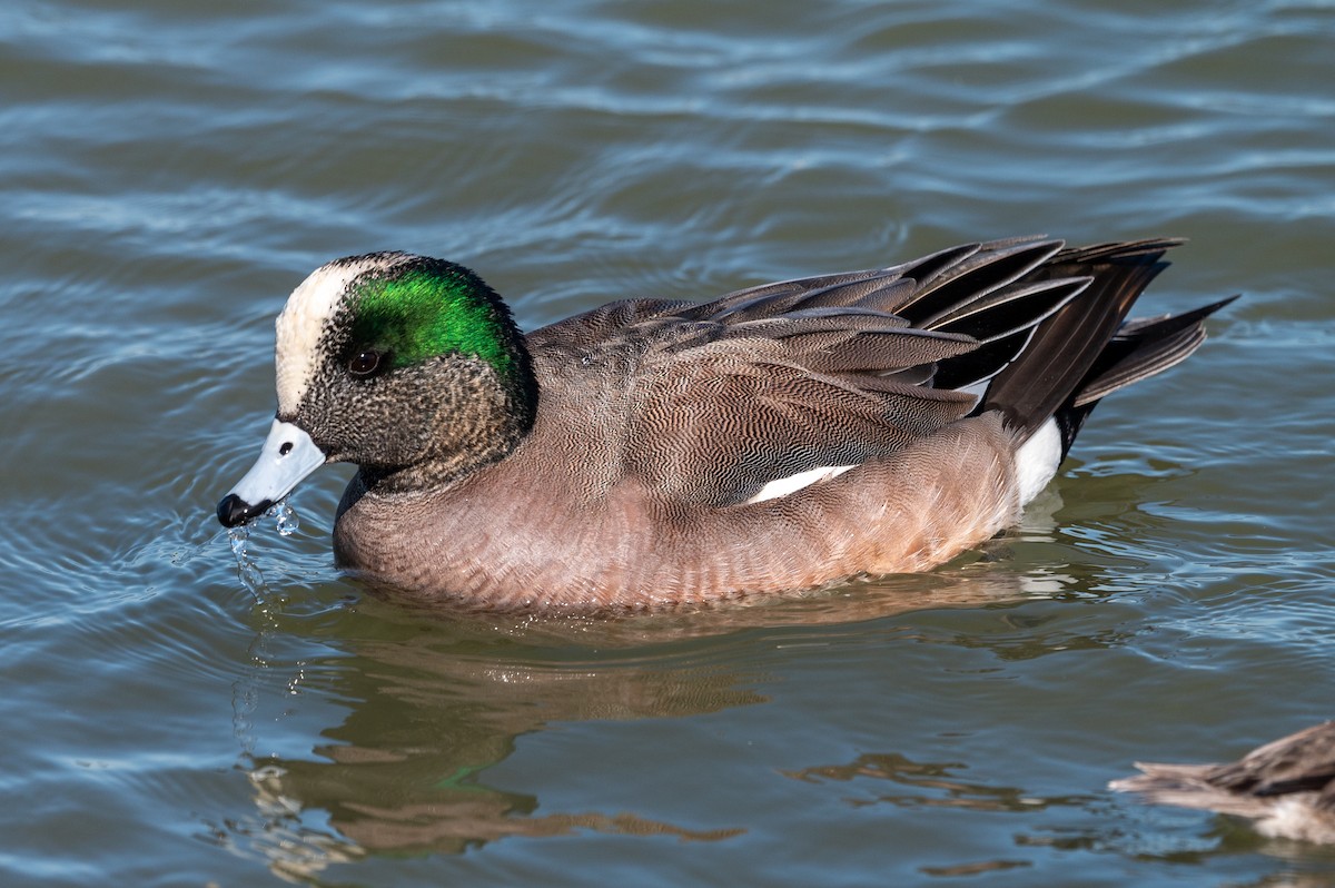 American Wigeon - ML212866021