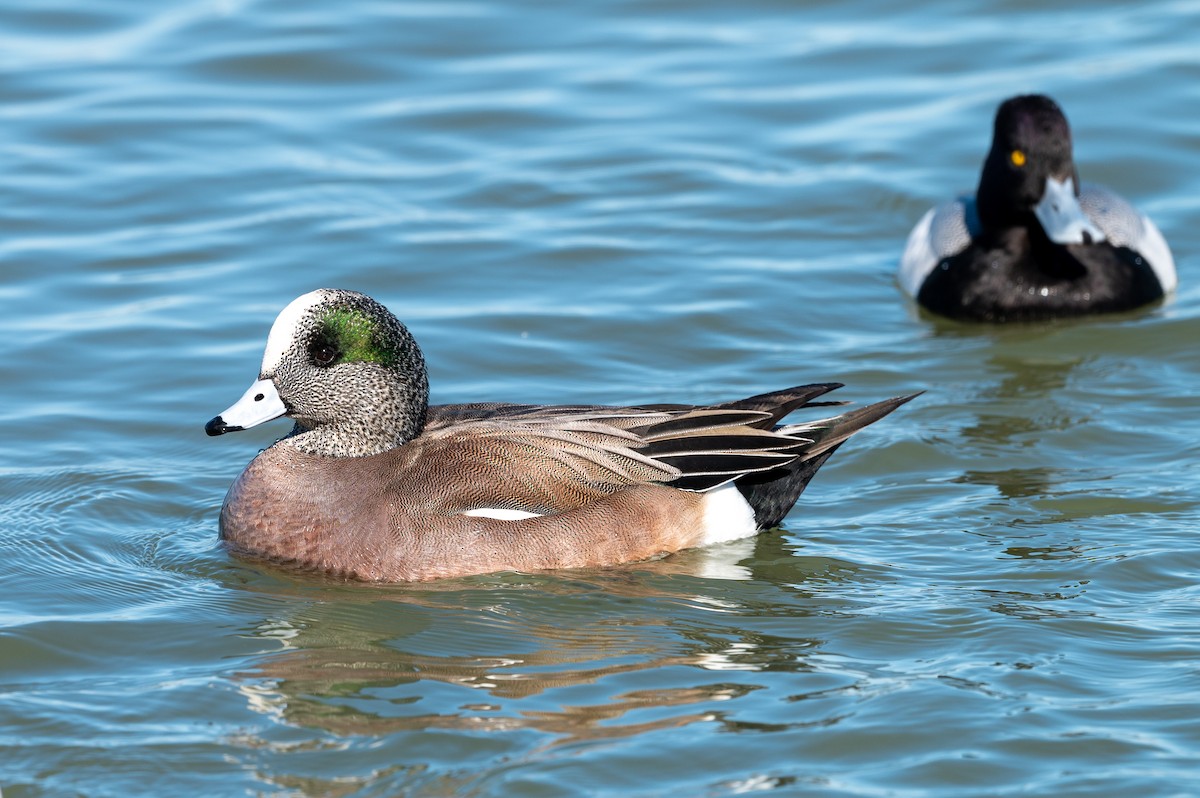 American Wigeon - ML212866031