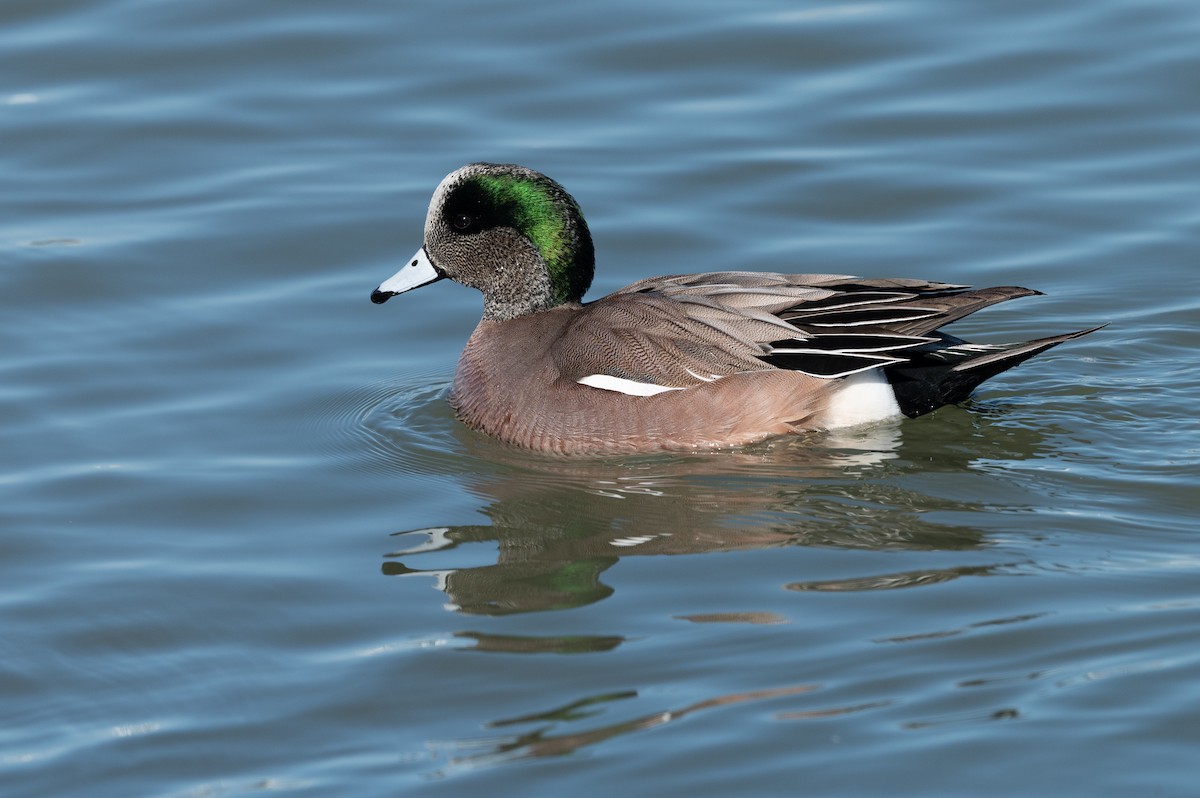 Canard d'Amérique - ML212866041