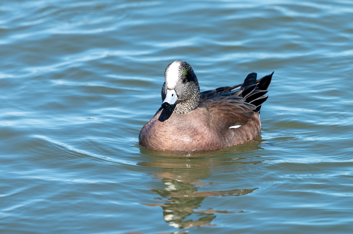 American Wigeon - Stephen Davies