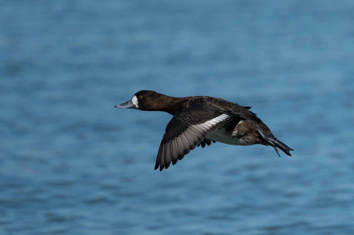 Lesser Scaup - ML212866231