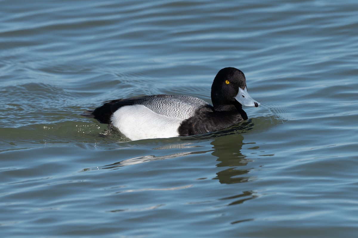 Lesser Scaup - ML212866331