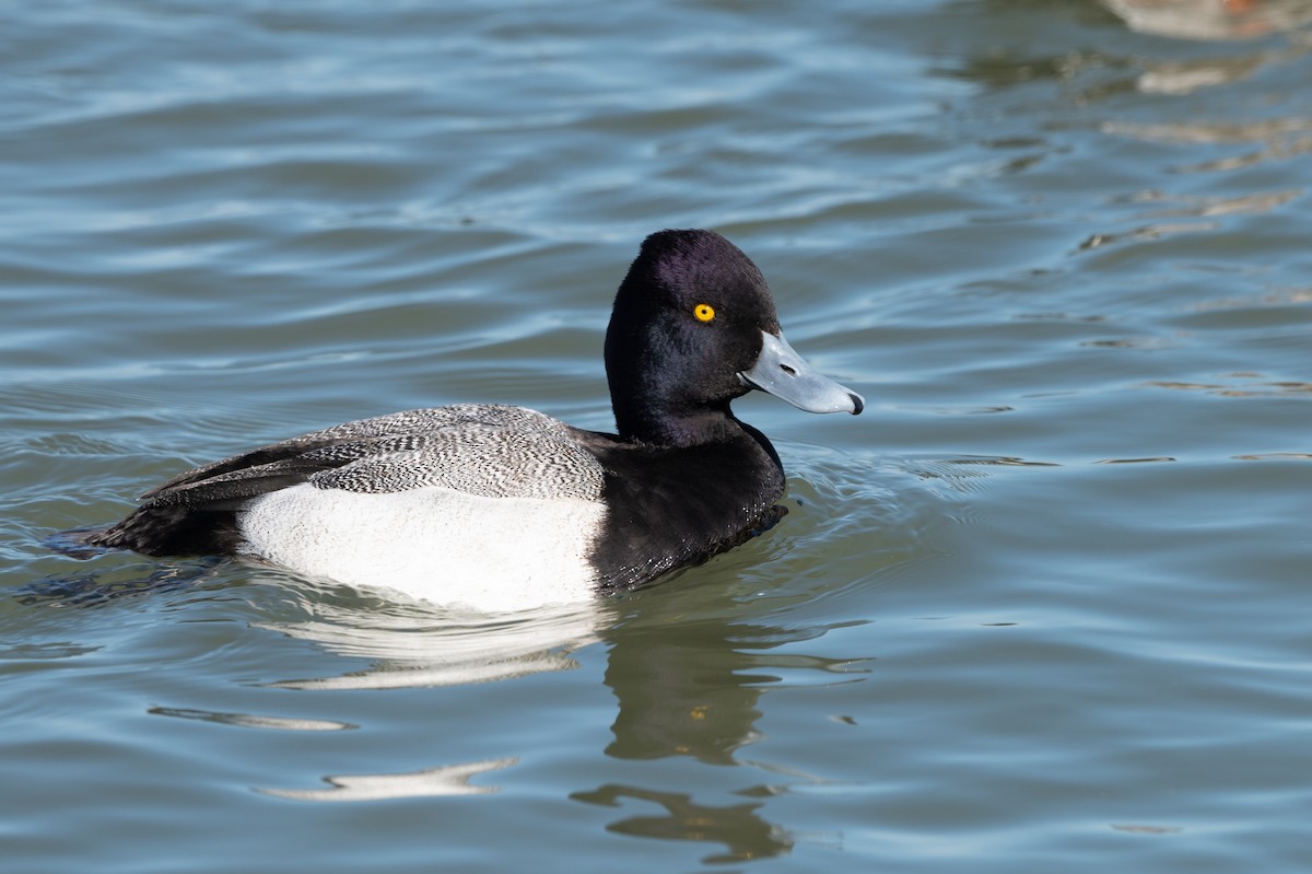 Lesser Scaup - ML212866391